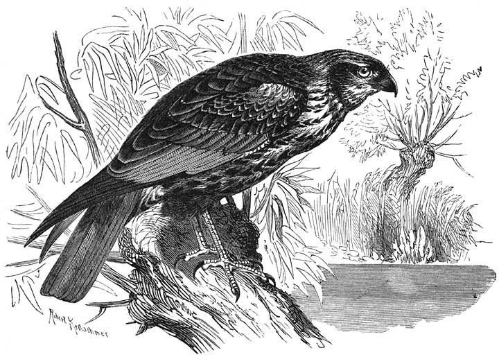 Bruine Kuikendief (Circus aeruginosus). &frac14; v. d. ware grootte.