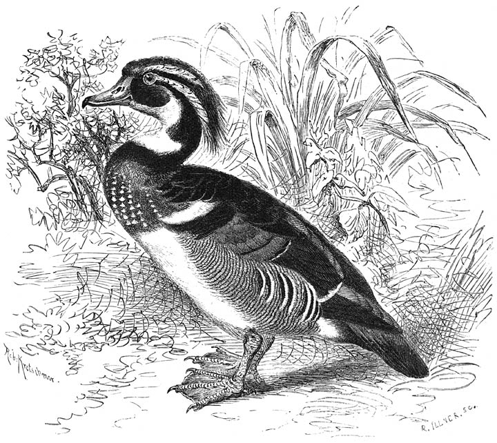 Carolina-eend (Lampronessa sponsa). &frac14; v. d. ware grootte.