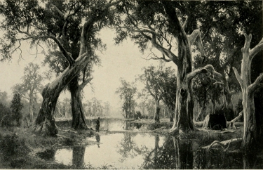
A TYPICAL AUSTRALIAN BACK-COUNTRY SCENE.
By H. J. Johnstone, a great painter who died unknown.