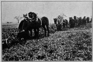 Photograph from Brown Brothers, N. Y.
GERMAN CAVALRYMEN AT WORK PLOWING
As food grew scarcer the German army began to cultivate the fields in the occupied
territories to lessen the burden of the food-producer at home.