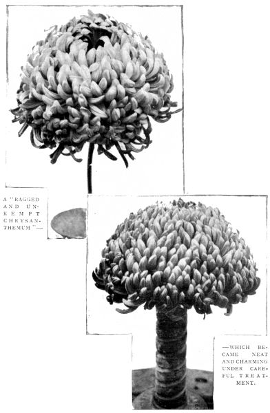 A "RAGGED AND UNKEMPT CHRYSANTHEMUM"&mdash;WHICH
BECAME NEAT AND CHARMING UNDER CAREFUL TREATMENT.