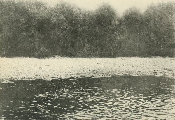 A River of Dead Salmon&mdash;August.