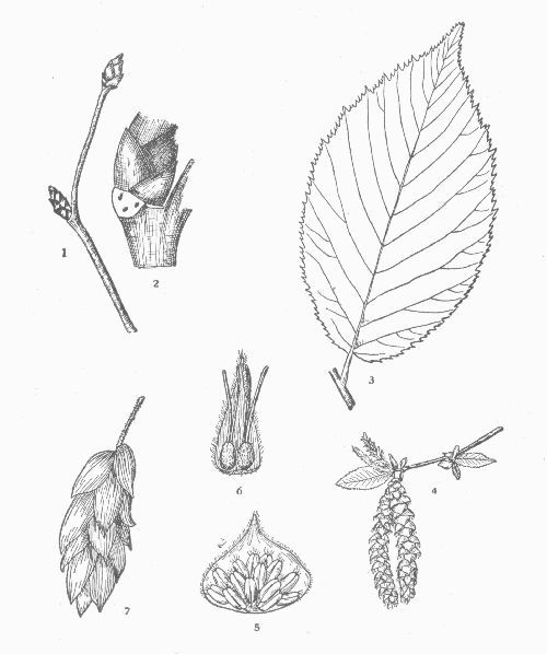 Hornbeam. Ironwood