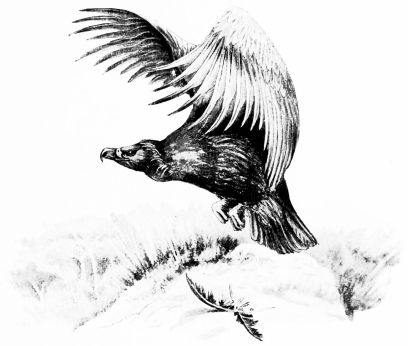 Types of Spanish Bird-Life

BLACK VULTURE (Vultur monachus)

Nests in the mountain-forests of Central Spain, and winters in
Andalucia. Sketched in Cote Doñana&mdash;“Getting under way.”