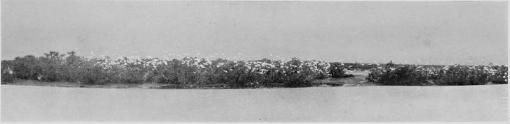 Egret-Heronry at Santolalla, Coto Doñana.

(THE FOREGROUND IS SAND.)

FROM PHOTOGRAPHS BY H. R. H. PHILIPPE, DUKE OF ORLEANS.
