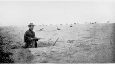 Wild-Goose shooting on the Sandhills.

(NOTE TIN DECOYS, ALSO SOME NATURAL GEESE.)