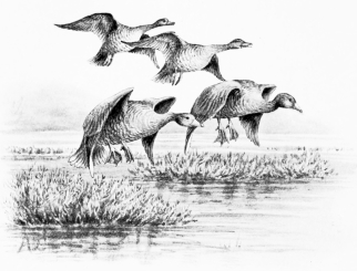 WILD GEESE ALIGHTING AT FIFTEEN YARDS

(Take the upper pair right-and-left, leaving the nearer geese for second
gun.)