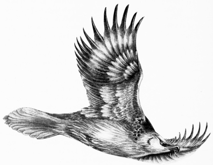 “THE WAY OF AN EAGLE IN THE AIR”

(Lammergeyer&mdash;Gypaëtus barbatus)