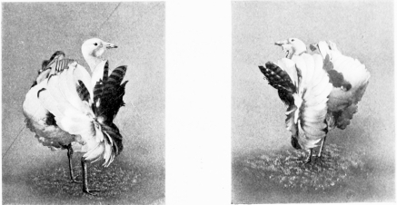 SECOND ATTITUDE.
THE SAME, BUT LOOKING UP AT A PASSING BIRD.
