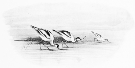 AVOCETS FEEDING

Though long-legged, these are half-webfooted and swim freely.