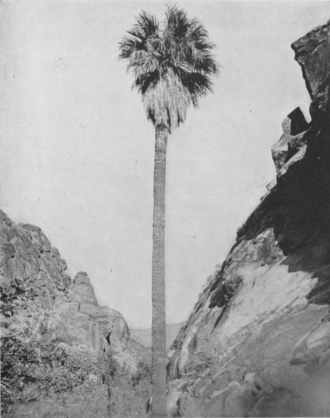SENTINEL PALM
A welcome sight to the desert traveler, for it marks an oasis hidden
in the cañon