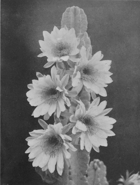 A DESERT CACTUS IN BLOSSOM&mdash;ONE OF MANY VARIETIES