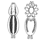 Fig. 12. Fig. 13.
P&oelig;cilochroa bilineata.&mdash;Upper
and under views
of female without the
legs, enlarged four
times.