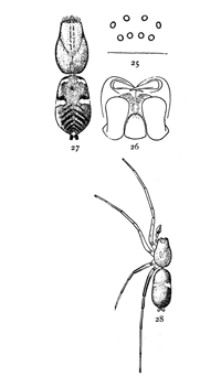 Figs. 25, 26, 27, 28. Micaria
longipes.&mdash;28, Male enlarged
four times. 25, eyes
seen from in front. 26,
maxill&aelig;, labium, and ends
of mandibles from below.
27, Southern variety, Micaria
aurata. Colored
orange, with black and
white markings.