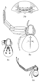 Figs. 79, 80, 81, 82. Misumena aleatoria.&mdash;79,
front of head and eyes. 80, female enlarged
four times. 81, female with dark markings. 82, male
enlarged four times.