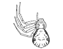 Fig. 105. Philodromus ornatus.&mdash;Female
enlarged six times.