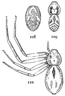 Figs. 108, 109, 110. Philodromus
pictus.&mdash;110, adult female. 109,
male without the legs. 108, markings
of the abdomen of a young
female. All enlarged six times.
