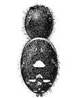 Fig. 136. Phidippus tripunctatus,
enlarged six times.