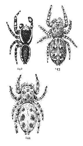 Figs. 142, 143, 144. Dendryphantes
&aelig;stivalis.&mdash;142,
male. 143, dark variety of
female. 144, light variety
of female. All enlarged
six times.