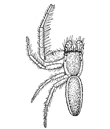 Fig. 149. Icius mitratus.&mdash;Male enlarged six times.