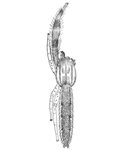 Fig. 158.&mdash;Hyctia pikei, enlarged
eight times.