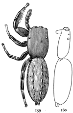 Figs. 159, 160. Cyrba t&aelig;niola.&mdash;159,
female enlarged eight times. 160,
profile to show flatness of the back.