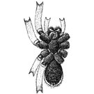 Fig. 176. Lycosa carolinensis.&mdash;Under
side of
female to show the black
markings.