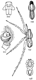 Figs. 197, 198, 199, 200,
201. Pardosa pallida.&mdash;197,
female enlarged
four times. 198, under
side of female. 199,
back of male. 200,
front of head. 201,
end of palpus of male.