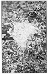 Fig. 217. Nest of the young of Ocyale undata in
a wild-rose bush. One-third the real size.