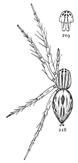Figs. 218, 219. Oxyopes salticus.&mdash;218,
female enlarged
six times. 219, front of head.