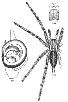Figs. 223, 224.
Agalena n&aelig;via.&mdash;223,
female enlarged
twice.
224, front of
head.