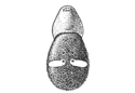 Fig. 287. Asagena
americana.
