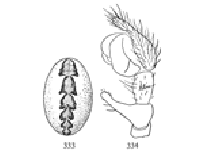 Figs. 333, 334. Linyphia phrygiana.&mdash;333,
markings of abdomen
enlarged eight times. 334,
palpus of male.