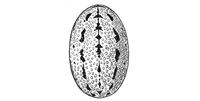 Fig. 335. Linyphia
trilineata.&mdash;Markings
of abdomen enlarged
eight times.
