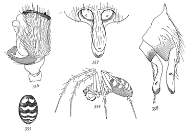 Figs. 354, 355, 356, 357, 358. Linyphia nigrina.&mdash;354, side of
male. 355, markings of back of female. 356, end of palpus
of male. 357, 358, epigynum.