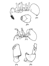 Figs. 361, 362, 363, 364, 365. Erigone
dentigera.&mdash;361, side of
male. 362, back of cephalothorax
of male enlarged sixteen
times. 363, female. 364, mandible
of male. 365, maxilla of
male.