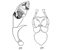 Figs. 366, 367. Erigone autumnalis.&mdash;366,
under side of cephalothorax
of male. 367, palpus of
male.
