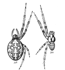 Figs. 398, 399. Epeira insularis, enlarged
twice.&mdash;398, female. 399, male.