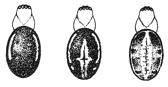 Fig. 436. Markings of the
back of Singa variabilis.