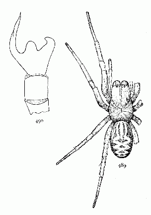 Figs. 489, 490. Amaurobius sylvestris.&mdash;489,
female enlarged four
times. 490, male palpus without
the terminal joint to show the
processes of the tibia.