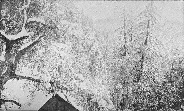 Near Mount Lowe Springs and Alpine Tavern. March, 1896.
Three Quarters of an Hour from Orange Blossoms and Roses.