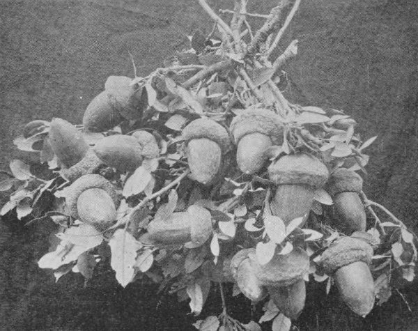 Acorns Grown Upon the Summit of Mount Lowe. 6100 Feet
Above Sea Level.