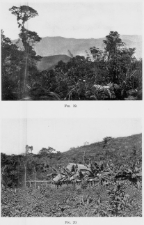 Fig. 19&mdash;Moss-draped trees in the rain forest near Abra
Tocate between Rosalina and Pongo de Mainique.