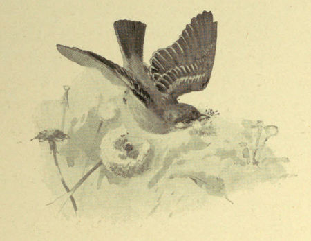 Gathered half the gray hairs of a dandelion into her
beak