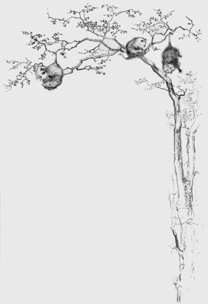 Swinging from the limbs by their long prehensile
tails