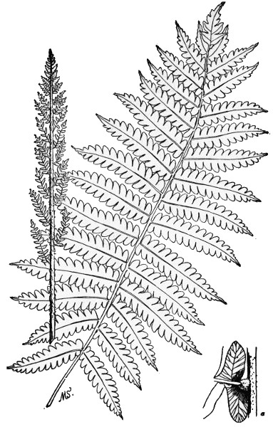 PLATE III
CINNAMON FERN
