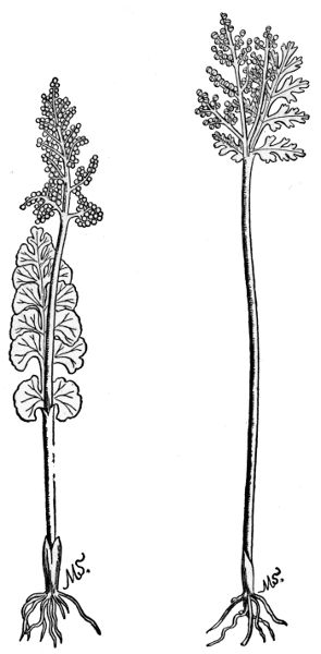 PLATE IX
MOONWORT
LANCE LEAVED GRAPE FERN