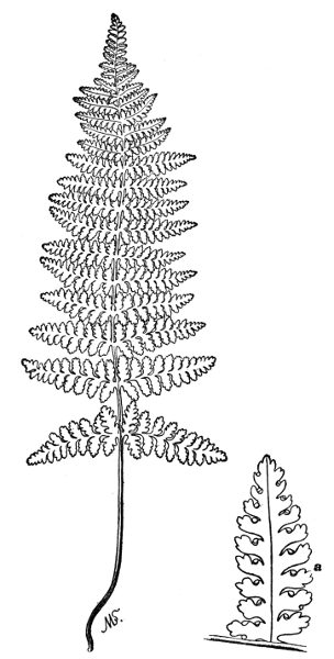 PLATE XIV
HAY-SCENTED FERN a > Early stage of fruiting pinnule