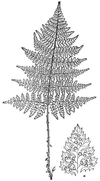 PLATE XXVII
SPINULOSE WOOD FERN