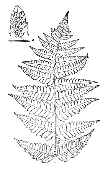PLATE XXX
Part of CLINTONS WOOD FERN